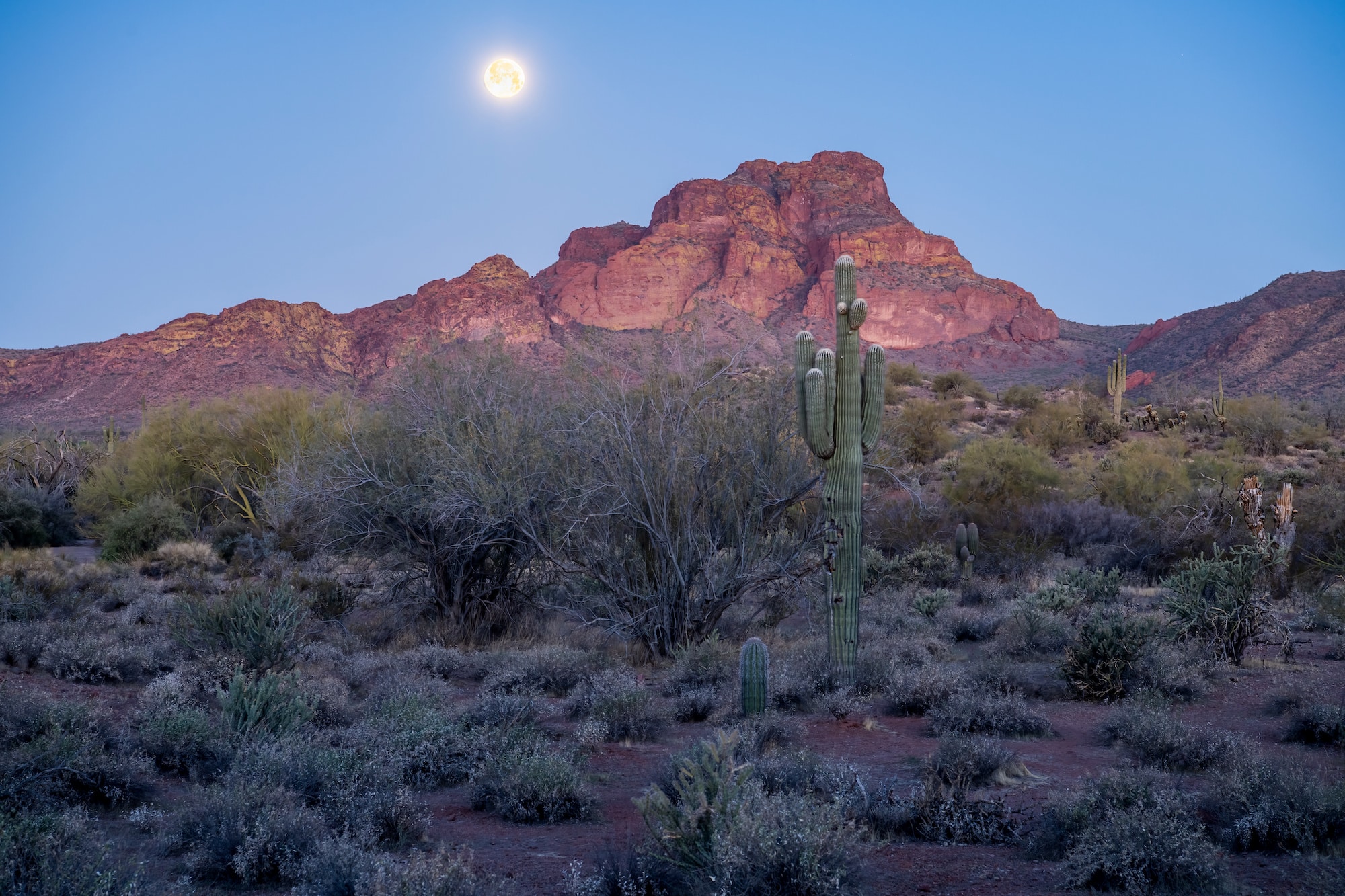 Mesa, AZ